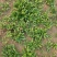 野生荠荠菜种子野菜荠菜清香鲜嫩阳台四季易种播盆栽特色蔬菜
