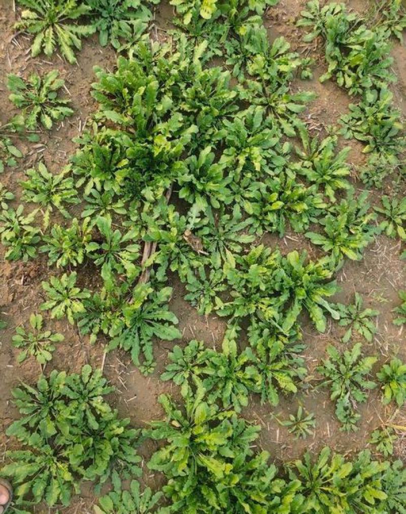 野生荠荠菜种子野菜荠菜清香鲜嫩阳台四季易种播盆栽特色蔬菜