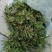 野生荠荠菜种子野菜荠菜清香鲜嫩阳台四季易种播盆栽特色蔬菜
