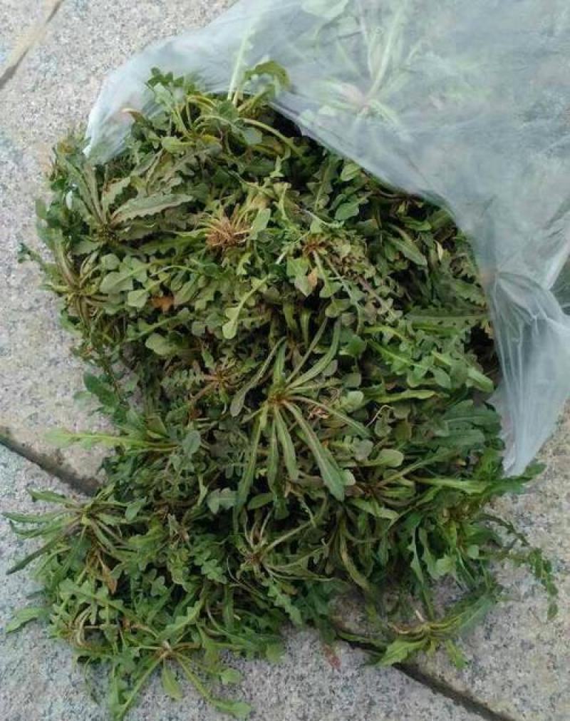 野生荠荠菜种子野菜荠菜清香鲜嫩阳台四季易种播盆栽特色蔬菜
