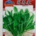 野生荠荠菜种子野菜荠菜清香鲜嫩阳台四季易种播盆栽特色蔬菜