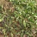 野生荠荠菜种子野菜荠菜清香鲜嫩阳台四季易种播盆栽特色蔬菜