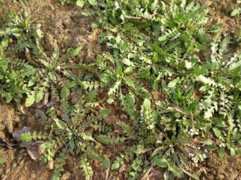 野生荠荠菜种子野菜荠菜清香鲜嫩阳台四季易种播盆栽特色蔬菜