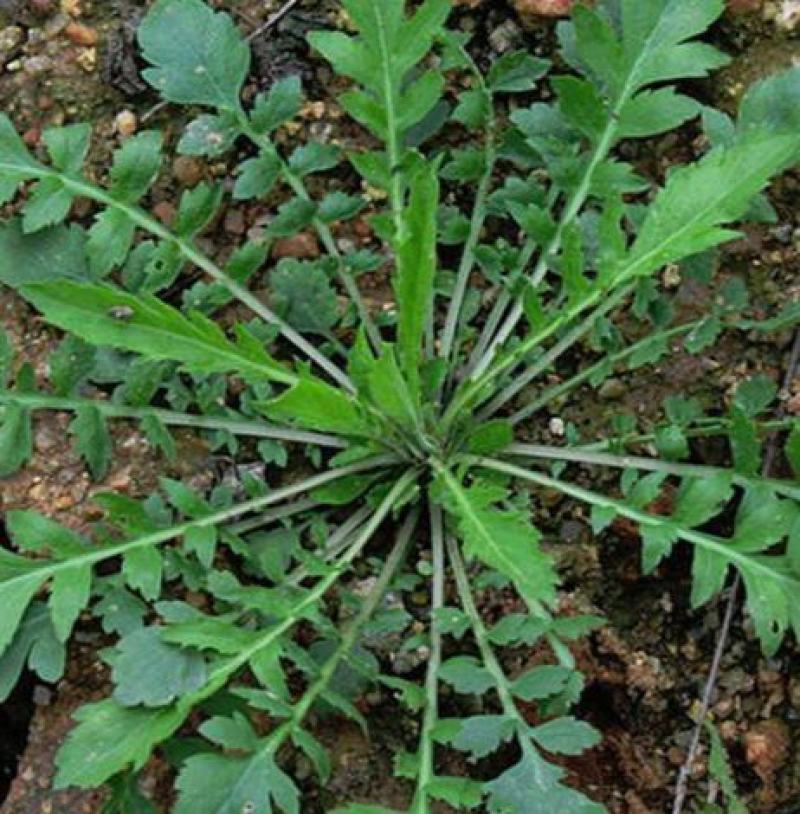 野生荠荠菜种子野菜荠菜清香鲜嫩阳台四季易种播盆栽特色蔬菜