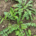 野生荠荠菜种子野菜荠菜清香鲜嫩阳台四季易种播盆栽特色蔬菜