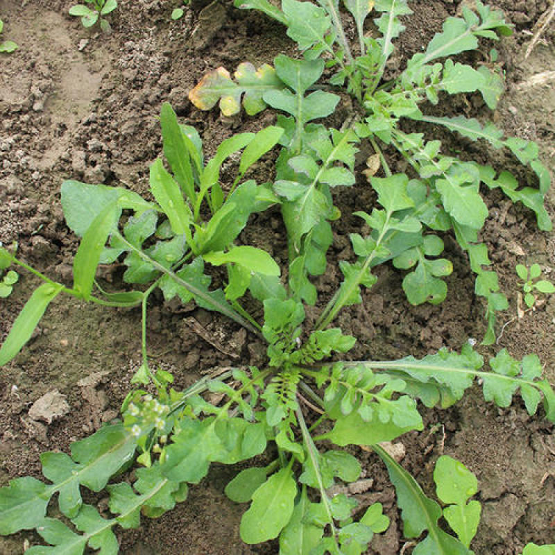 野生荠荠菜种子野菜荠菜清香鲜嫩阳台四季易种播盆栽特色蔬菜