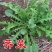野生荠荠菜种子野菜荠菜清香鲜嫩阳台四季易种播盆栽特色蔬菜