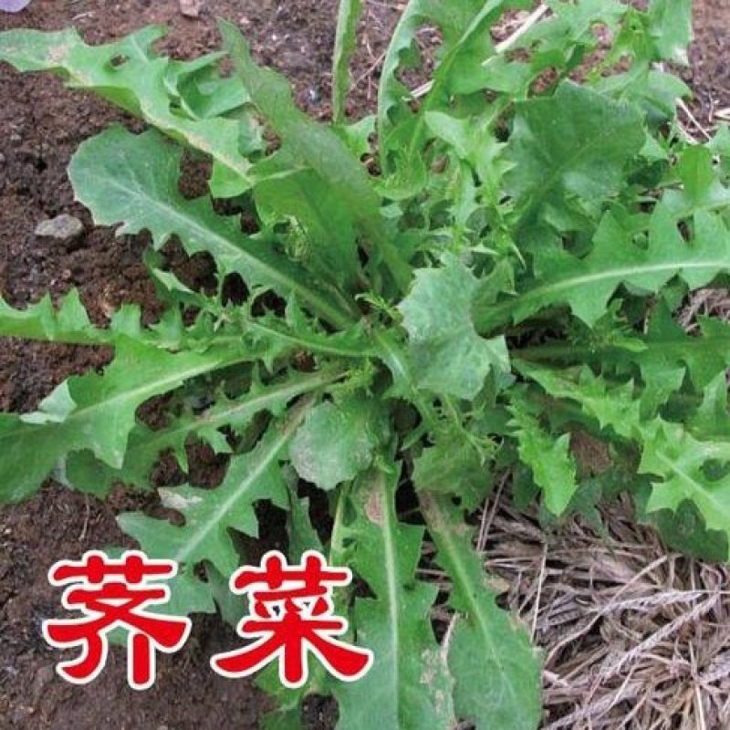 野生荠荠菜种子野菜荠菜清香鲜嫩阳台四季易种播盆栽特色蔬菜