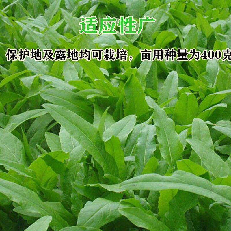 营养保健生菜种子健康养生汉堡沙拉营养菜种子抗性强口感好