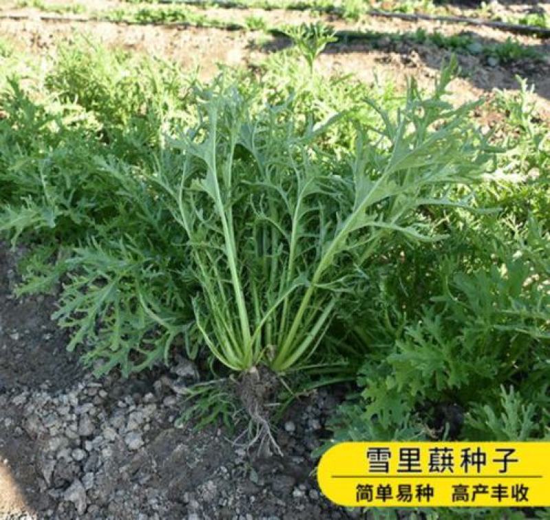 雪里红四季可种小叶雪里蕻种子可腌制四季蔬菜种子