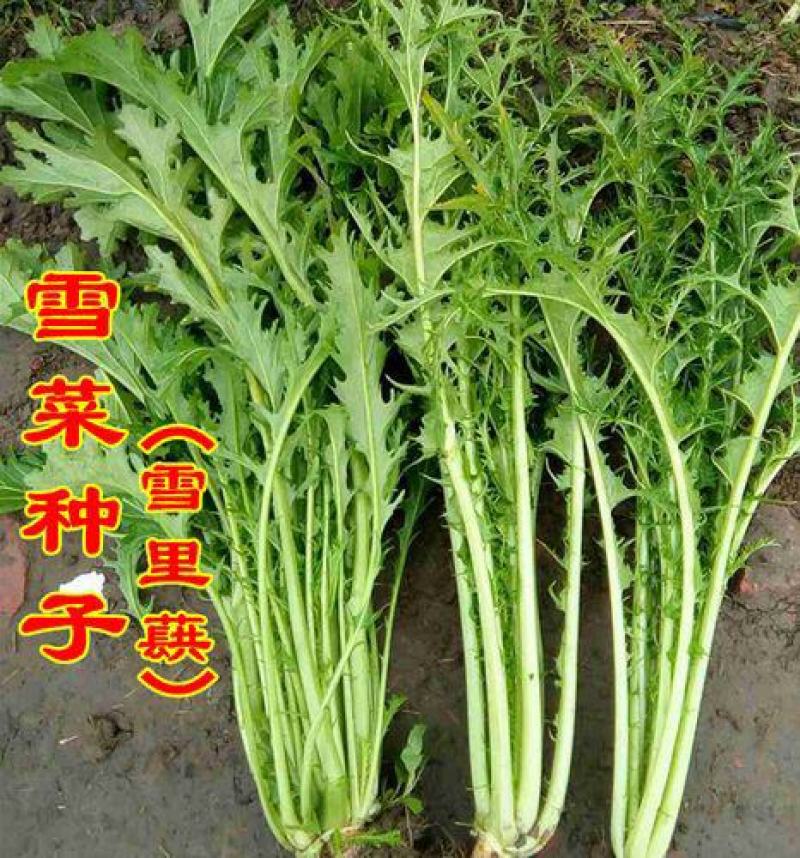 雪里红四季可种小叶雪里蕻种子可腌制四季蔬菜种子
