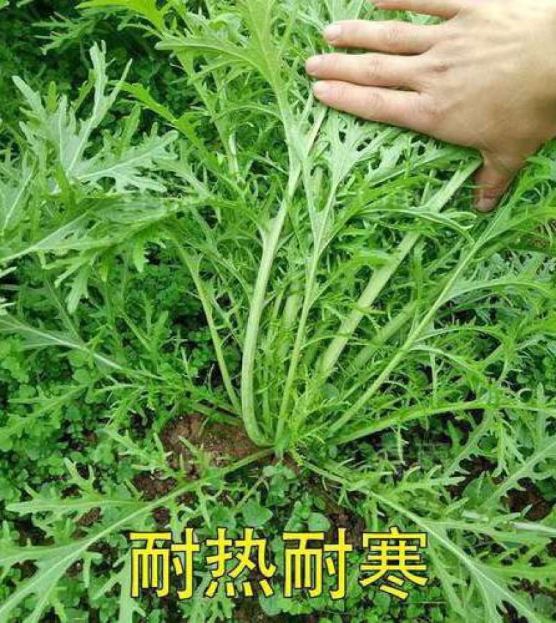 雪里红四季可种小叶雪里蕻种子可腌制四季蔬菜种子