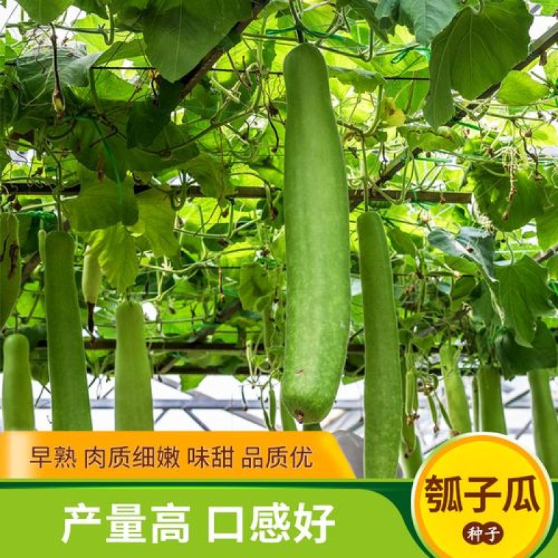 孝感瓠子种子瓠子种子长瓠瓜种子有机瓠子菜葫芦瓜种子