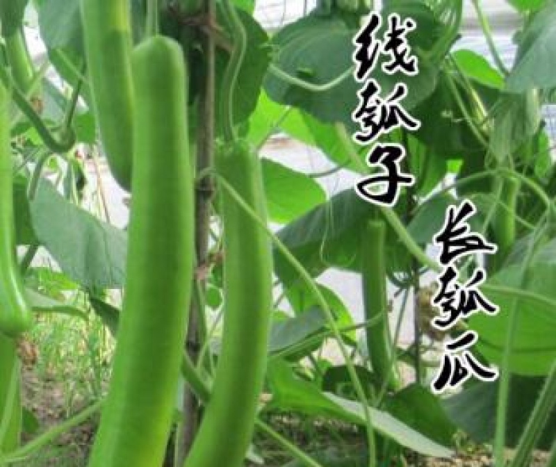 孝感瓠子种子瓠子种子长瓠瓜种子有机瓠子菜葫芦瓜种子