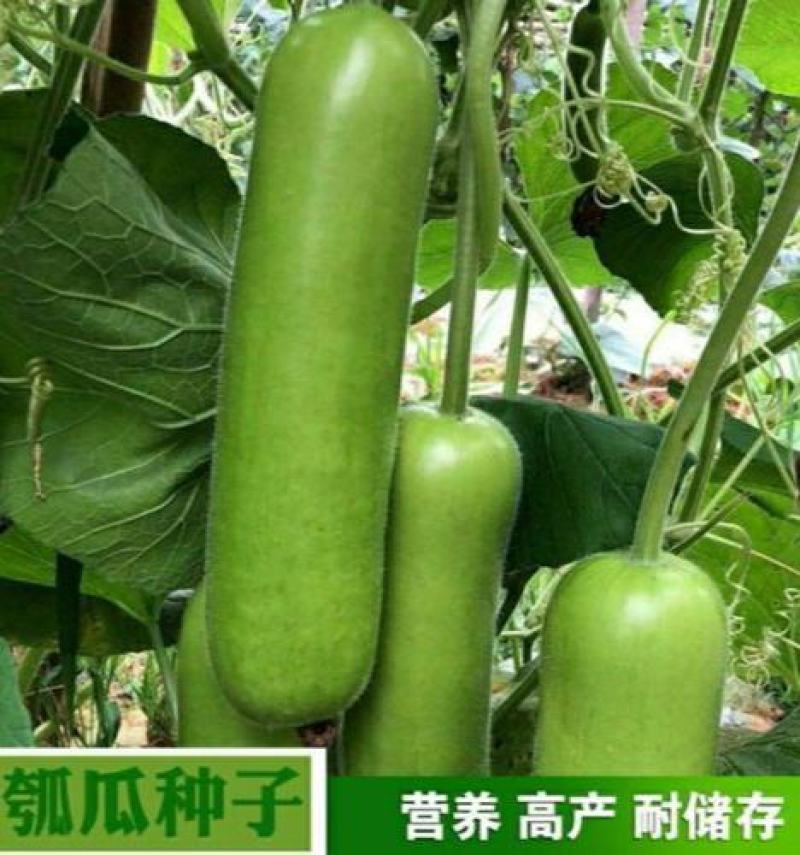 孝感瓠子种子瓠子种子长瓠瓜种子有机瓠子菜葫芦瓜种子