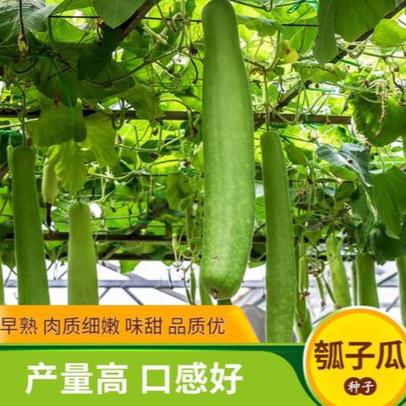孝感瓠子种子瓠子种子长瓠瓜种子有机瓠子菜葫芦瓜种子