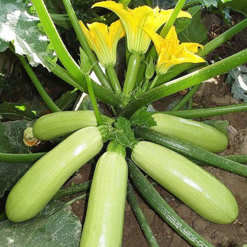 早青一代西葫芦种子正品四季种植蔬菜种孑高产易种植盆栽