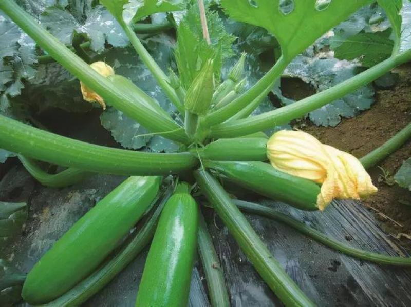 早青一代西葫芦种子正品四季种植蔬菜种孑高产易种植盆栽
