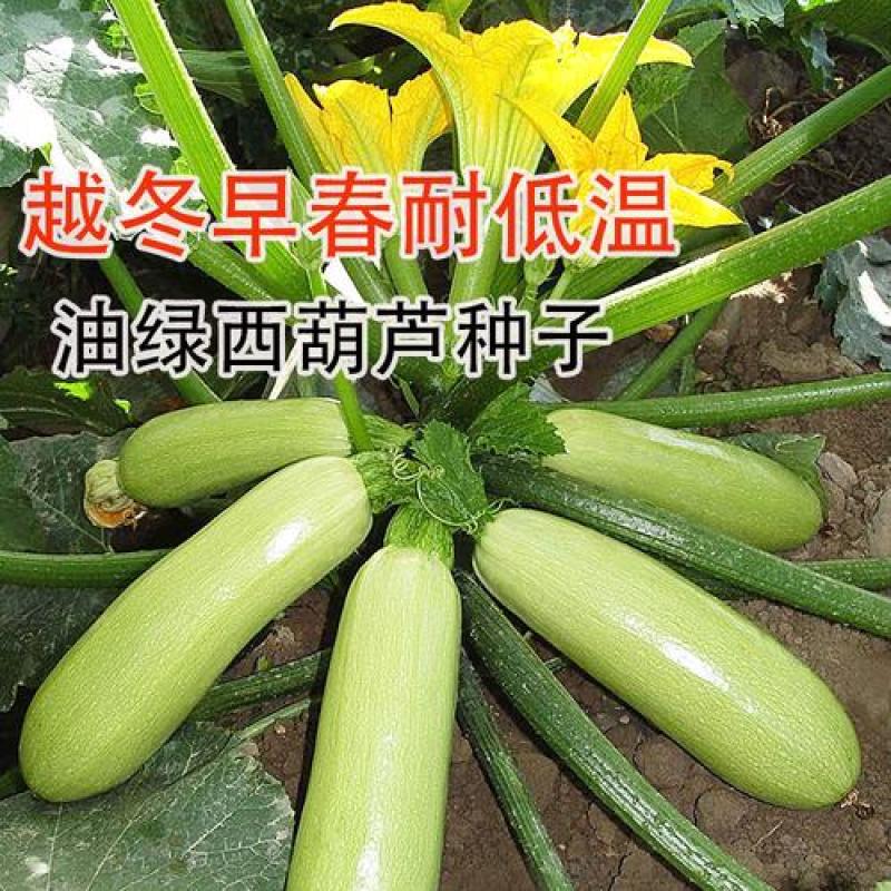 早青一代西葫芦种子正品四季种植蔬菜种孑高产易种植盆栽