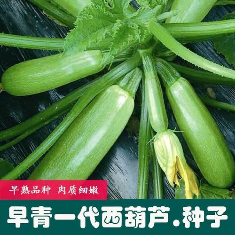早青一代西葫芦种子正品四季种植蔬菜种孑高产易种植盆栽