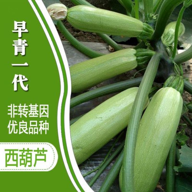 早青一代西葫芦种子正品四季种植蔬菜种孑高产易种植盆栽