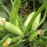 早青一代西葫芦种子正品四季种植蔬菜种孑高产易种植盆栽