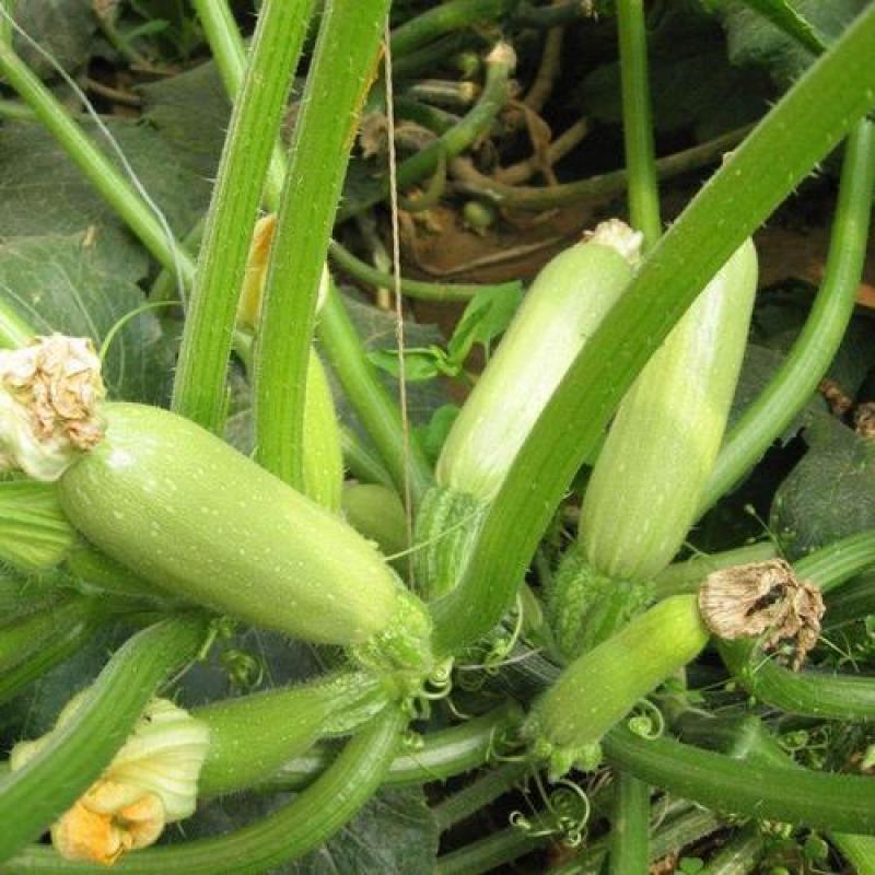 早青一代西葫芦种子正品四季种植蔬菜种孑高产易种植盆栽