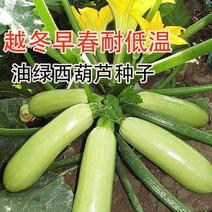 早青一代西葫芦种子正品四季种植蔬菜种孑高产易种植盆栽