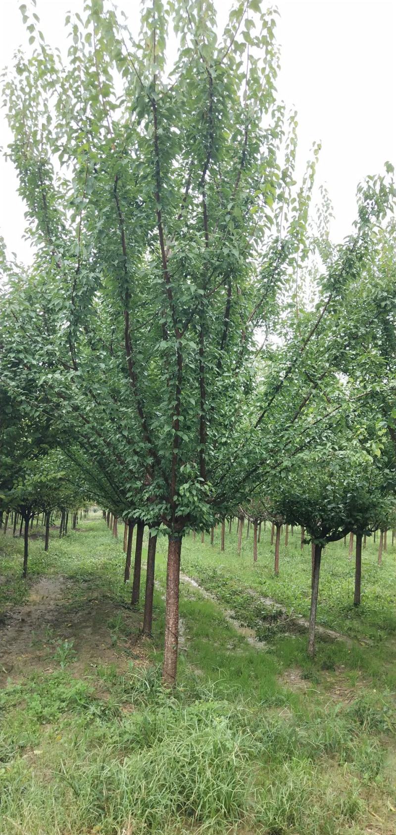 杏梅，八到十二公分，树形优美，黄土地移栽定植苗，根系发达