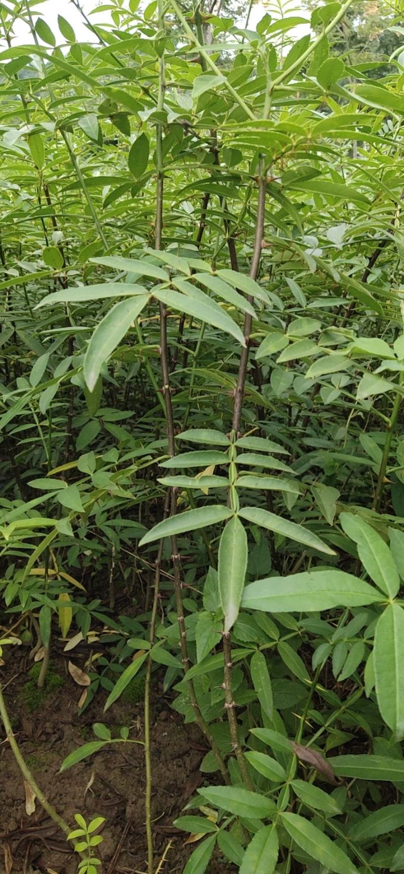 藤椒苗，天知椒苗，九叶青花椒苗，假一赔十
