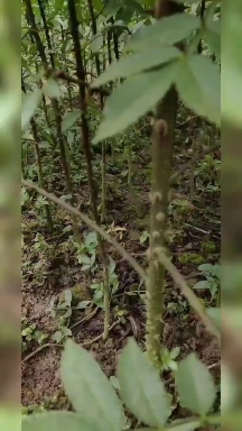 藤椒苗，天知椒苗，九叶青花椒苗，假一赔十