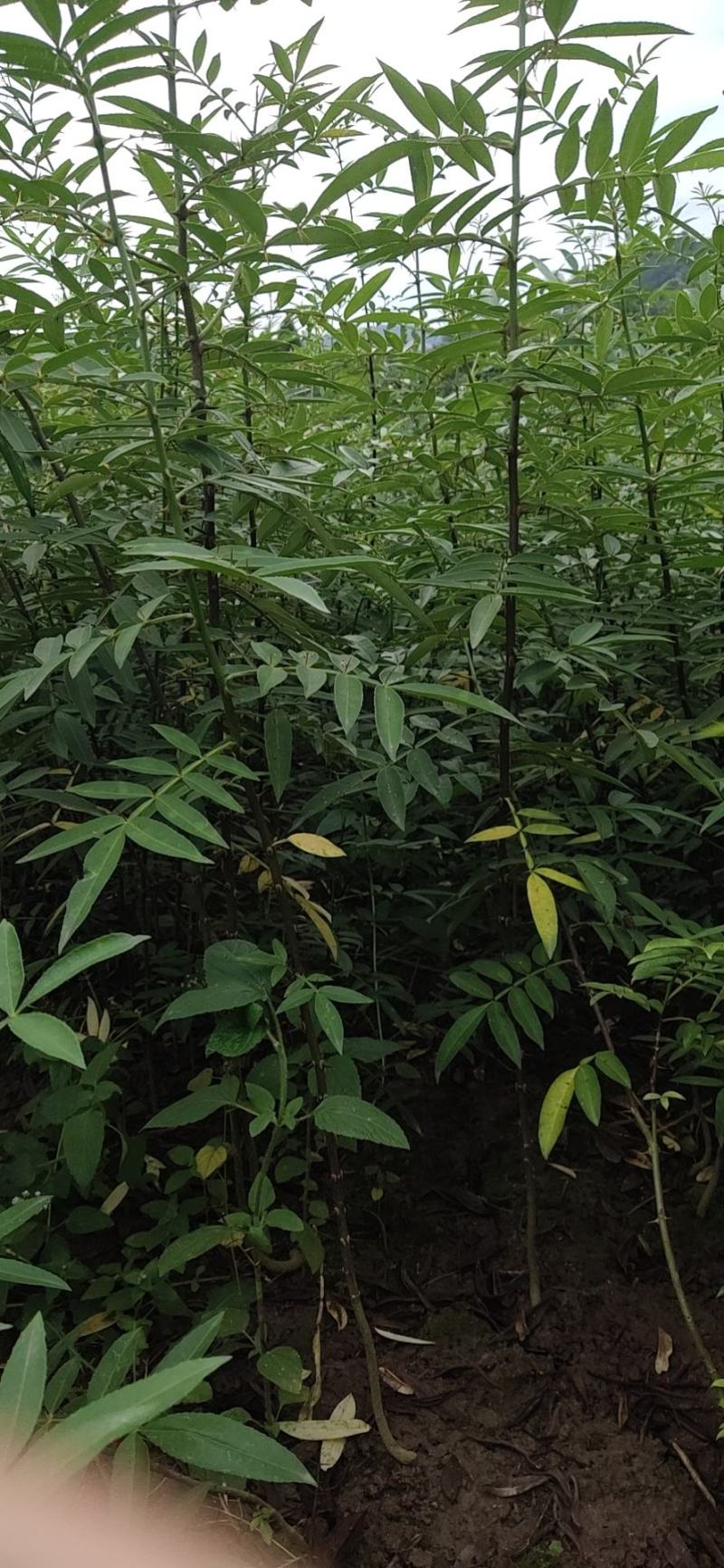 藤椒苗，天知椒苗，九叶青花椒苗，假一赔十