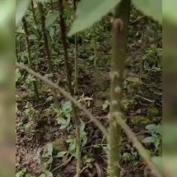藤椒苗，天知椒苗，九叶青花椒苗，假一赔十