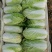 北京三号白菜