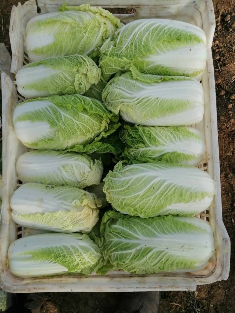 北京三号白菜