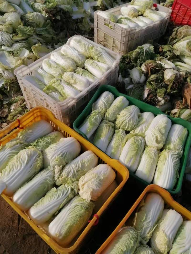 北京三号白菜