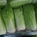 北京三号白菜
