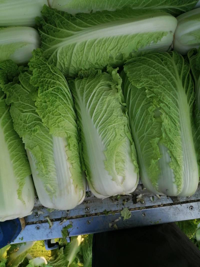 北京三号白菜