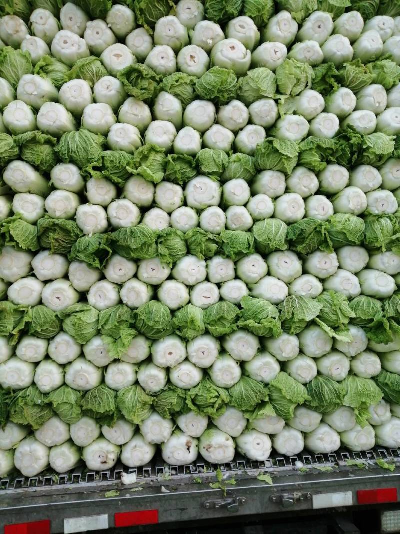 北京三号白菜