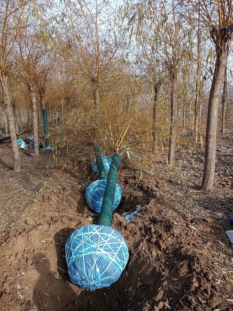大量供应12-20公分金丝垂柳，移栽苗，易成活，树形好，