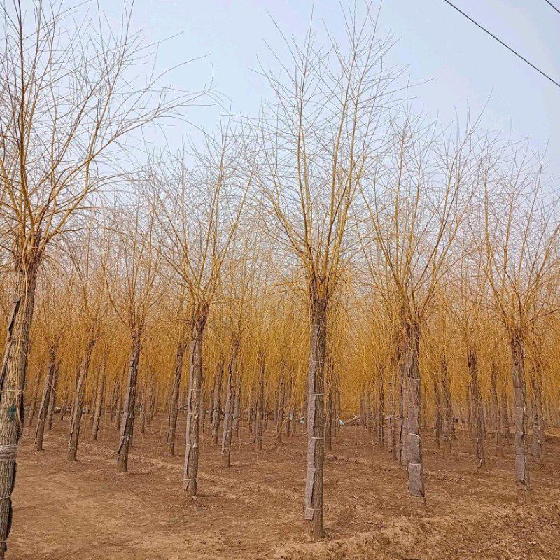 大量供应12-20公分金丝垂柳，移栽苗，易成活，树形好，