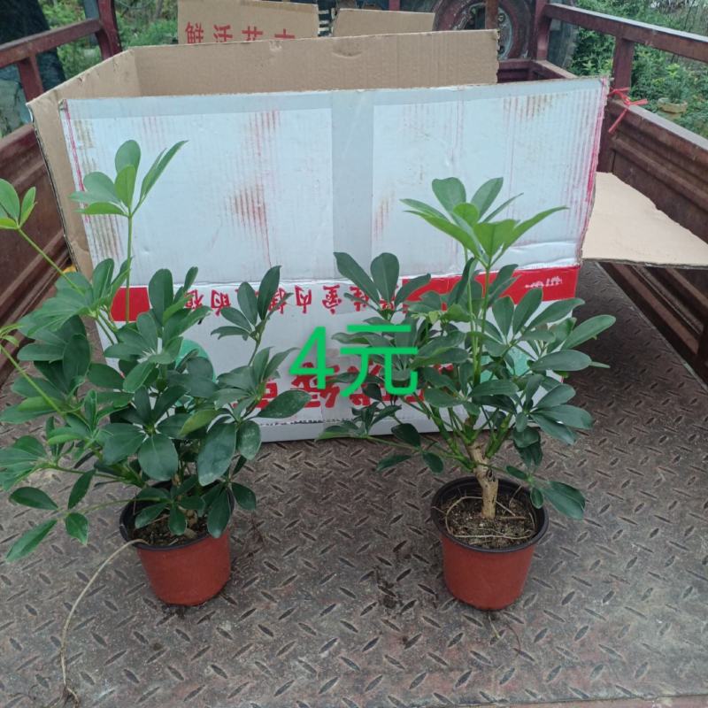 盆栽鸭脚木，