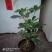 盆栽鸭脚木，