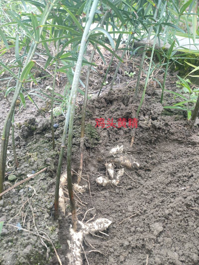 秦岭山区鸡头黄精、甜黄精、干黄精丶药食两用干黄精
