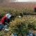 大量低价出售，50-80公分卫矛，胶东卫矛，