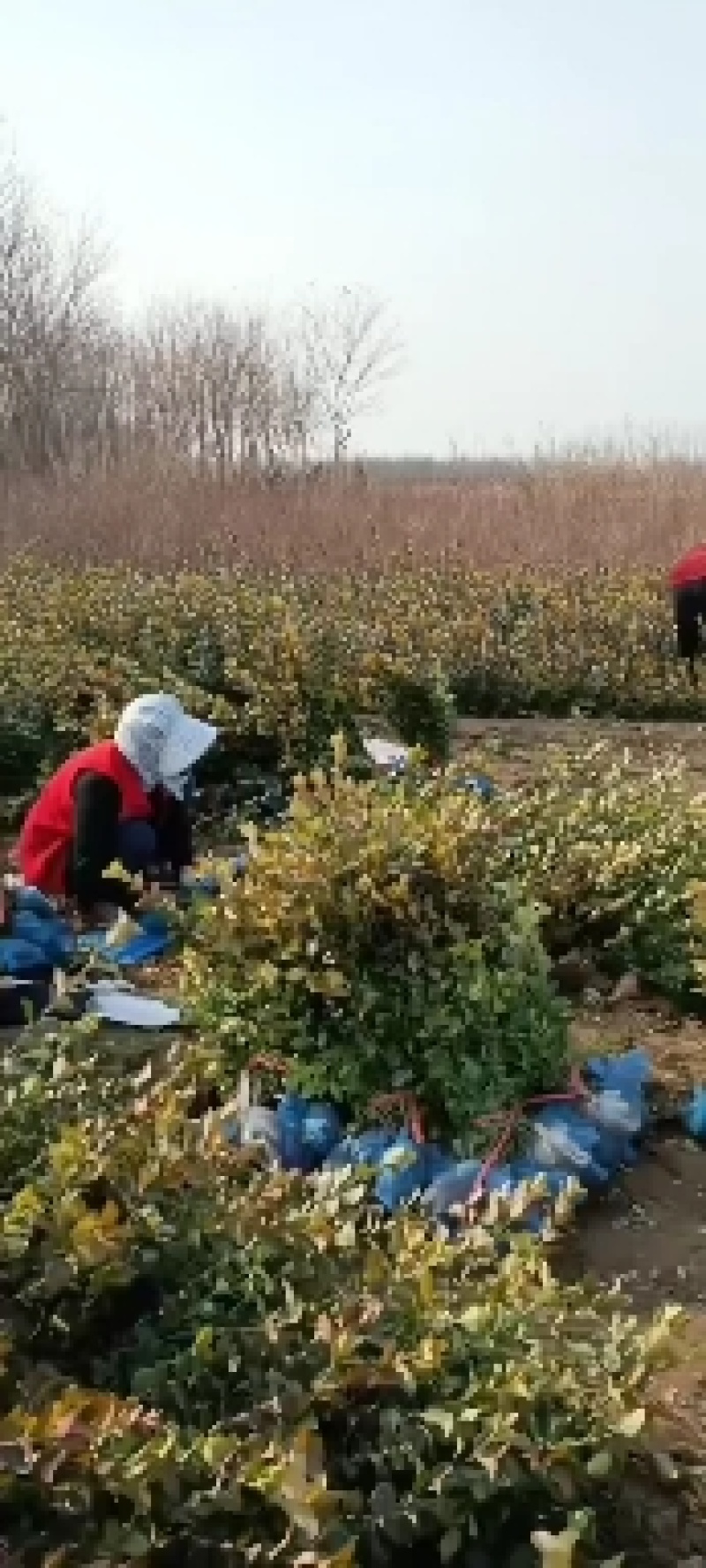 大量低价出售，50-80公分卫矛，胶东卫矛，
