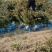 大量低价出售，50-80公分卫矛，胶东卫矛，