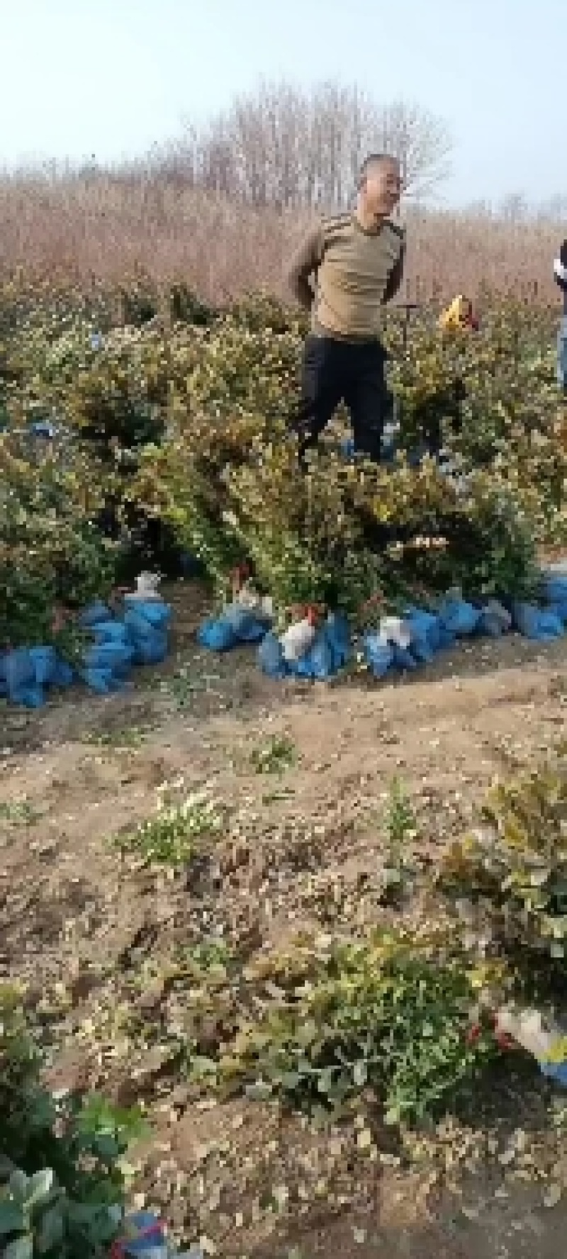 大量低价出售，50-80公分卫矛，胶东卫矛，