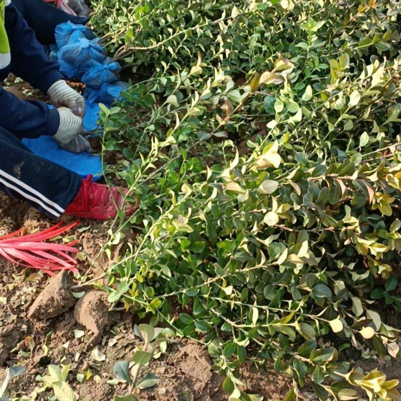 大量低价出售，50-80公分卫矛，胶东卫矛，