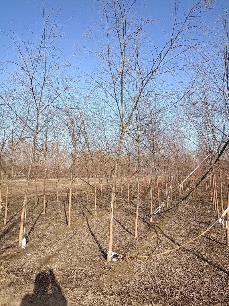 大量销售，4-15公分垂柳，树形好，价格实惠，规格齐全，